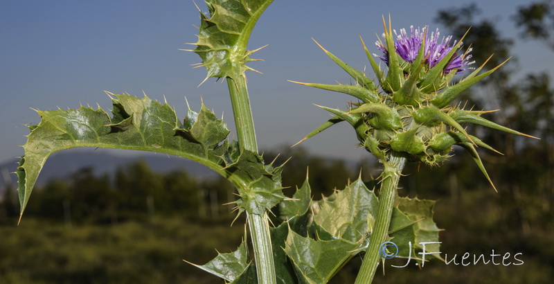 Silybum marianum.02