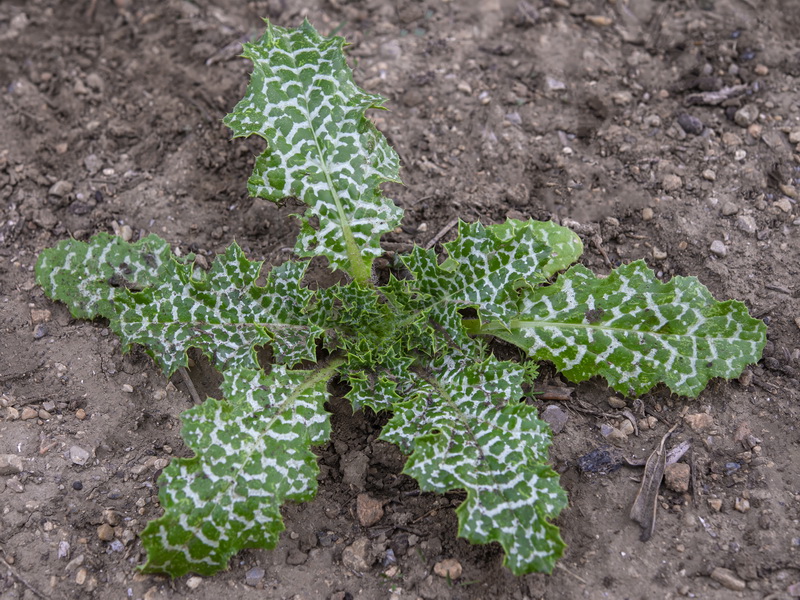 Silybum marianum.20