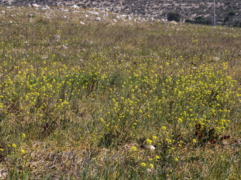 Sinapis alba mairei.01