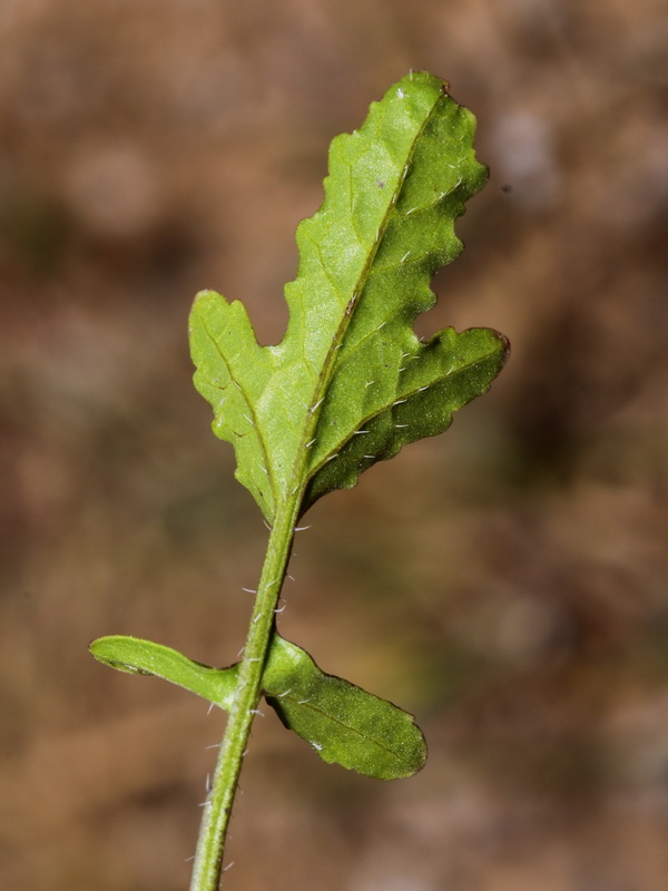 Sinapis alba mairei.04