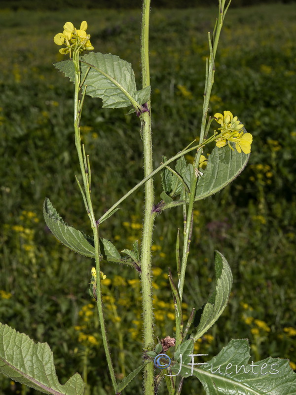 Sinapis arvensis.02