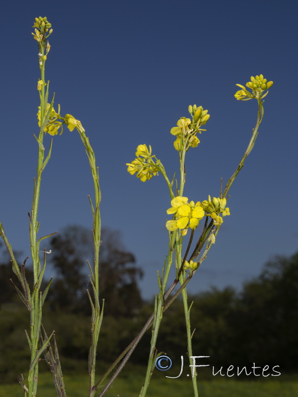 Sinapis arvensis.03