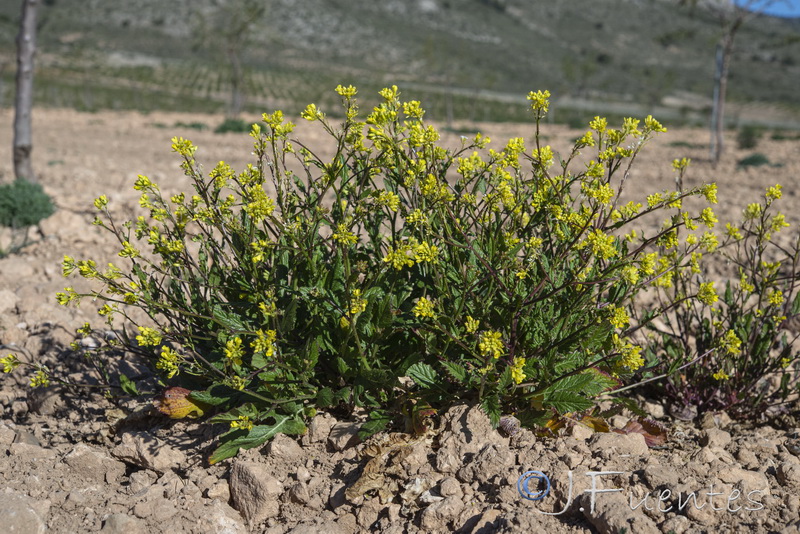 Sinapis arvensis.04