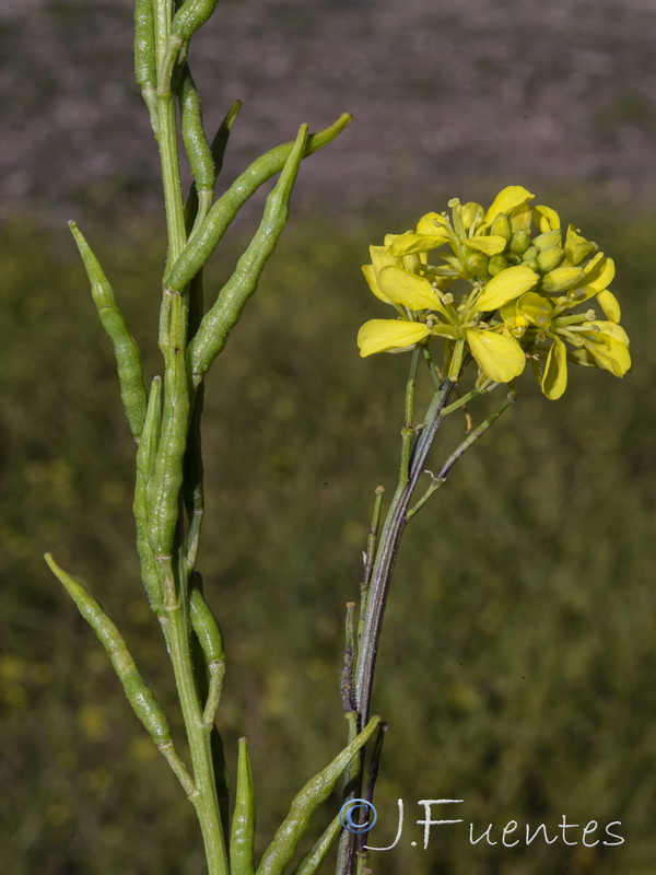 Sinapis arvensis.07