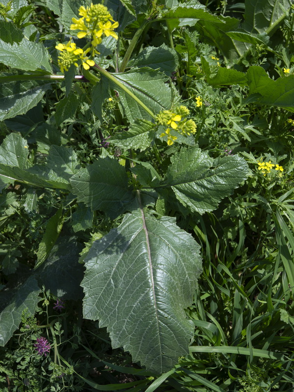 Sinapis arvensis.09