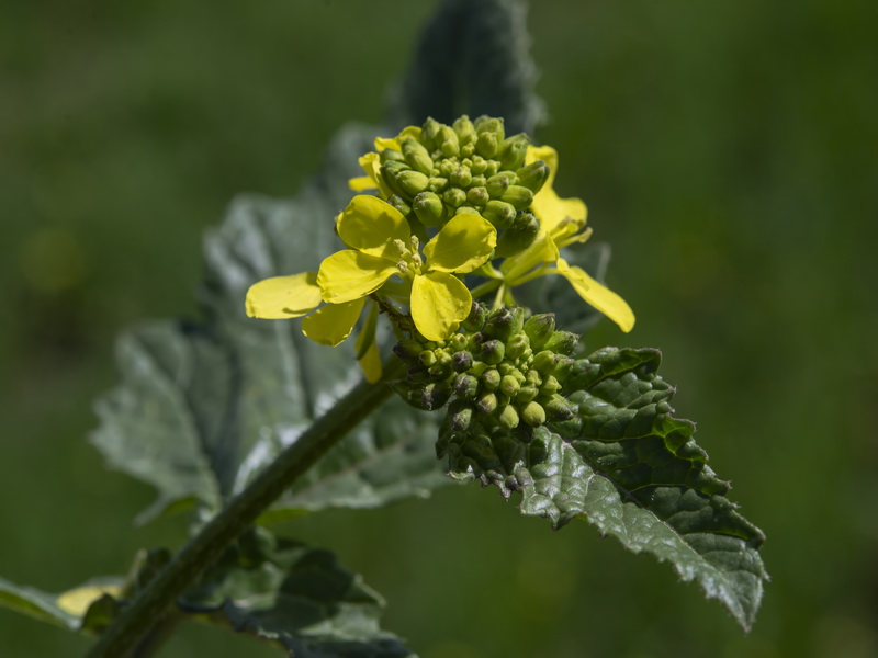 Sinapis arvensis.02