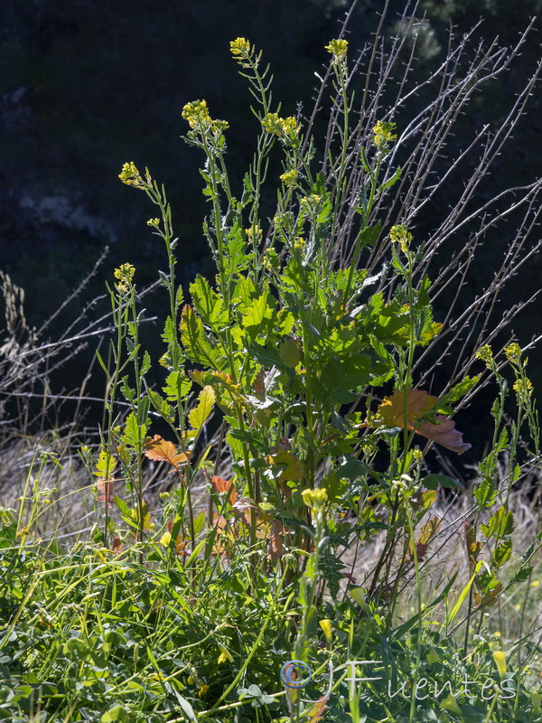 Sinapis flexuosa.01