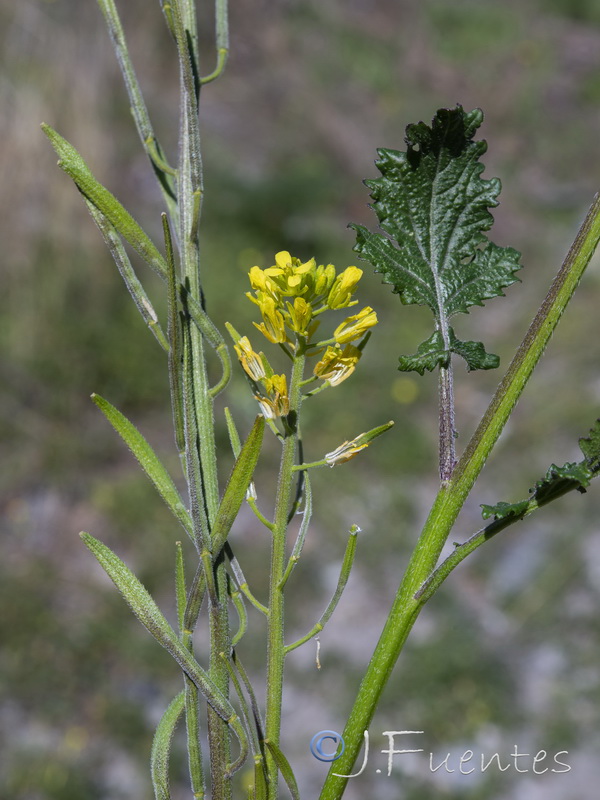 Sinapis flexuosa.04