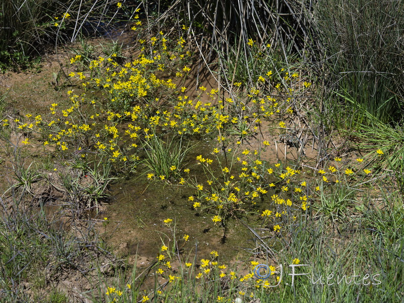 Sisymbrella aspera aspera.01