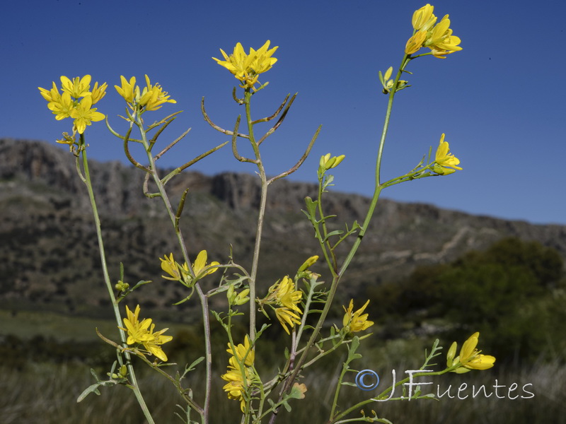 Sisymbrella aspera aspera.03