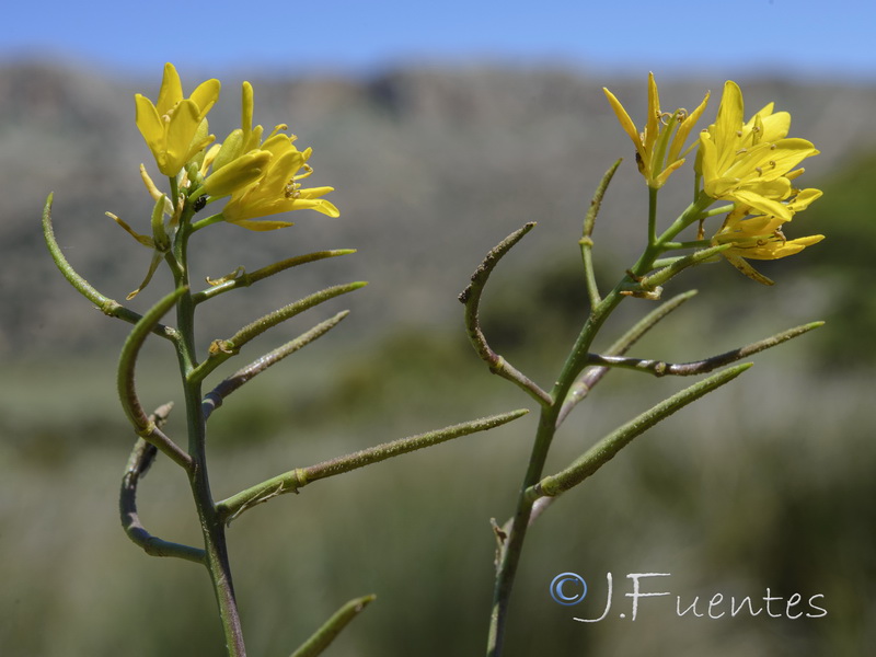 Sisymbrella aspera aspera.04