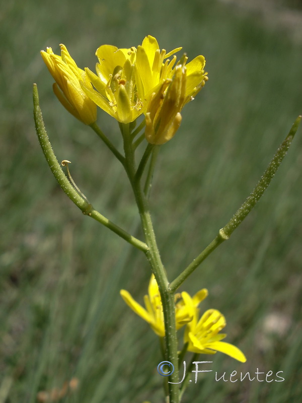 Sisymbrella aspera aspera.05