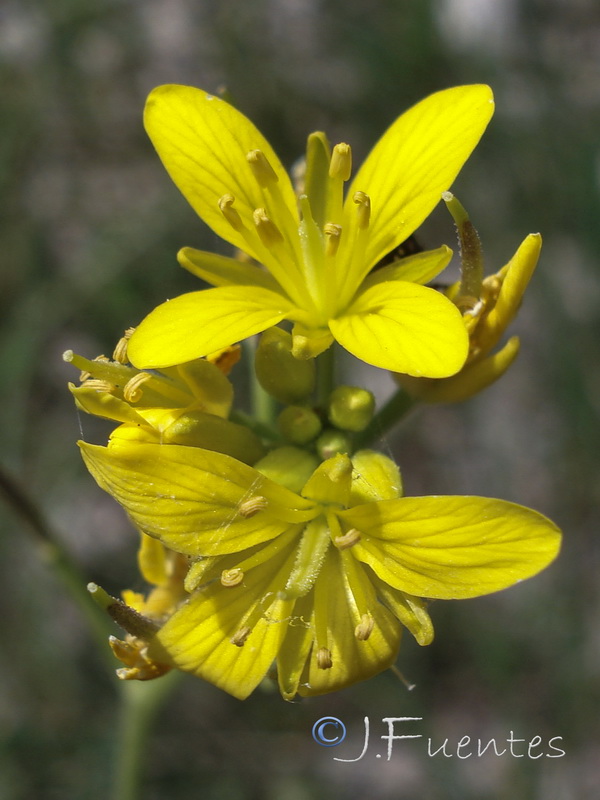 Sisymbrella aspera aspera.06