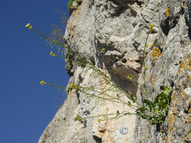 Sisymbrium arundanum.02