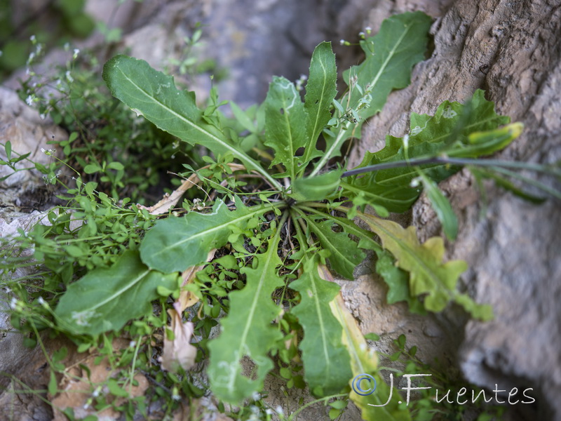 Sisymbrium arundanum.04