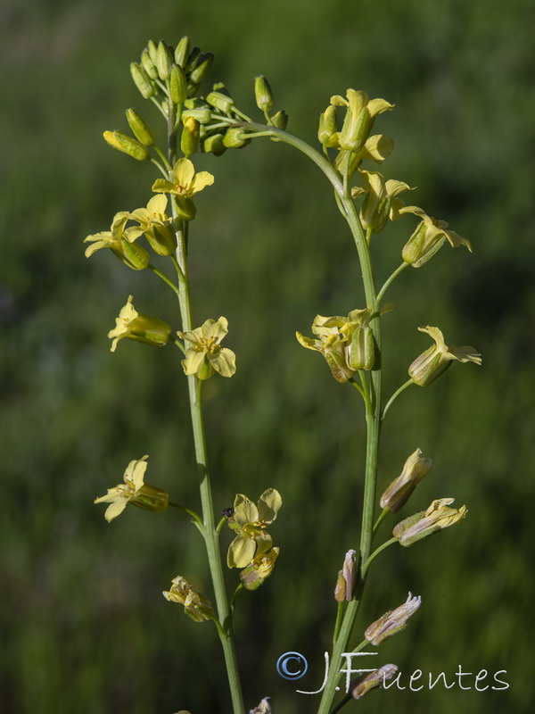 Sisymbrium arundanum.08