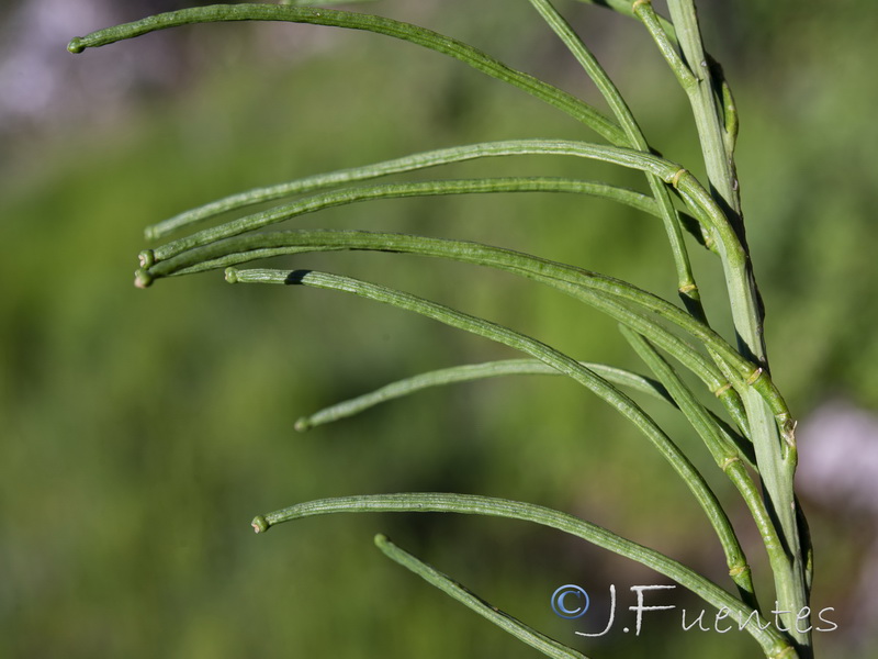 Sisymbrium arundanum.10