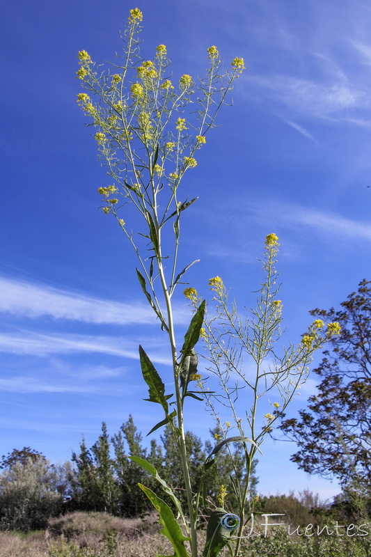 Sisymbrium assoanum.06