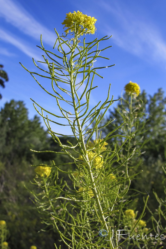Sisymbrium assoanum.08