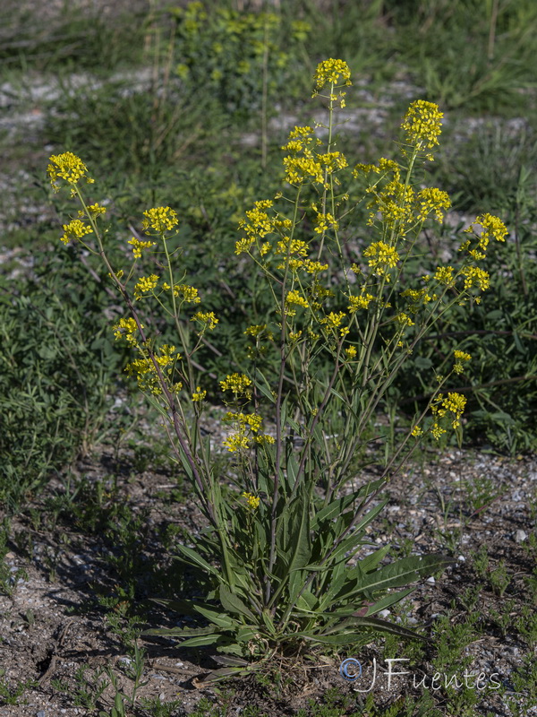 Sisymbrium assoanum.11