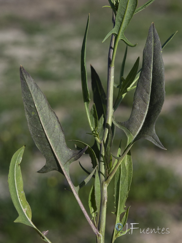 Sisymbrium assoanum.12