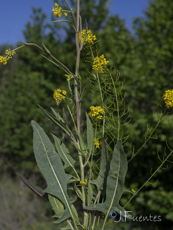 Sisymbrium assoanum.13