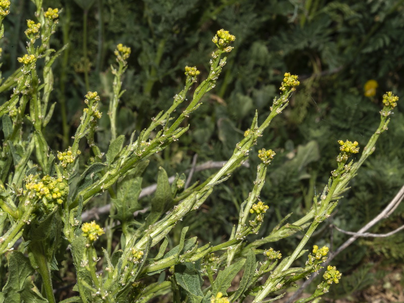 Sisymbrium cavanillesianum.07