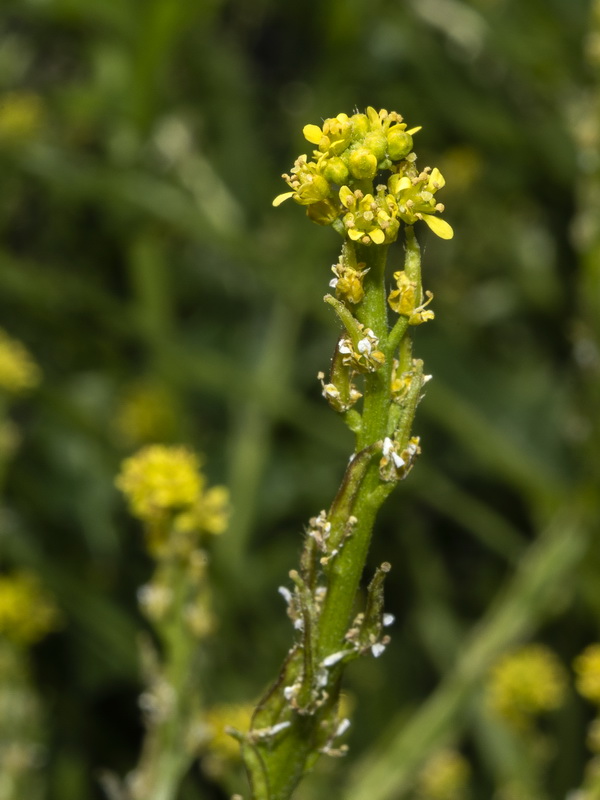 Sisymbrium cavanillesianum.08
