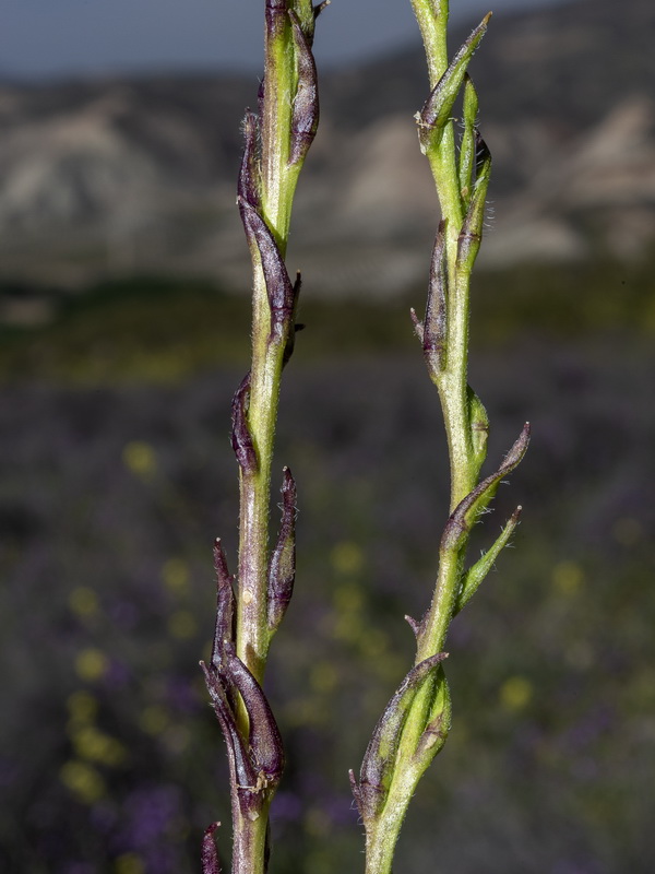 Sisymbrium cavanillesianum.14