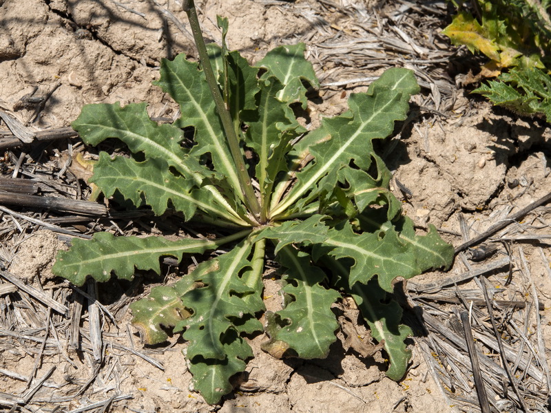 Sisymbrium crassifolium.03