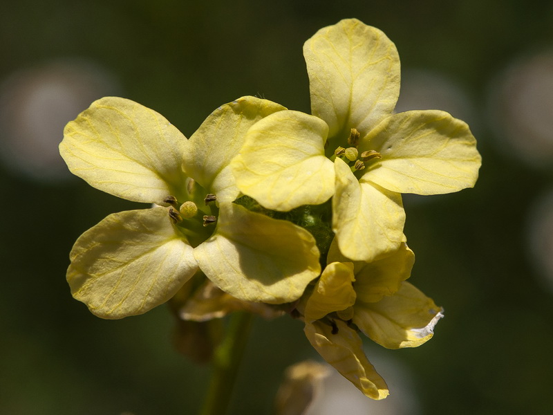 Sisymbrium crassifolium.12