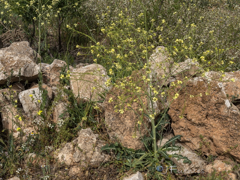 Sisymbrium crassifolium.17