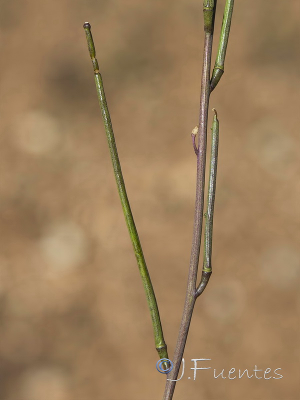 Sisymbrium crassifolium.29