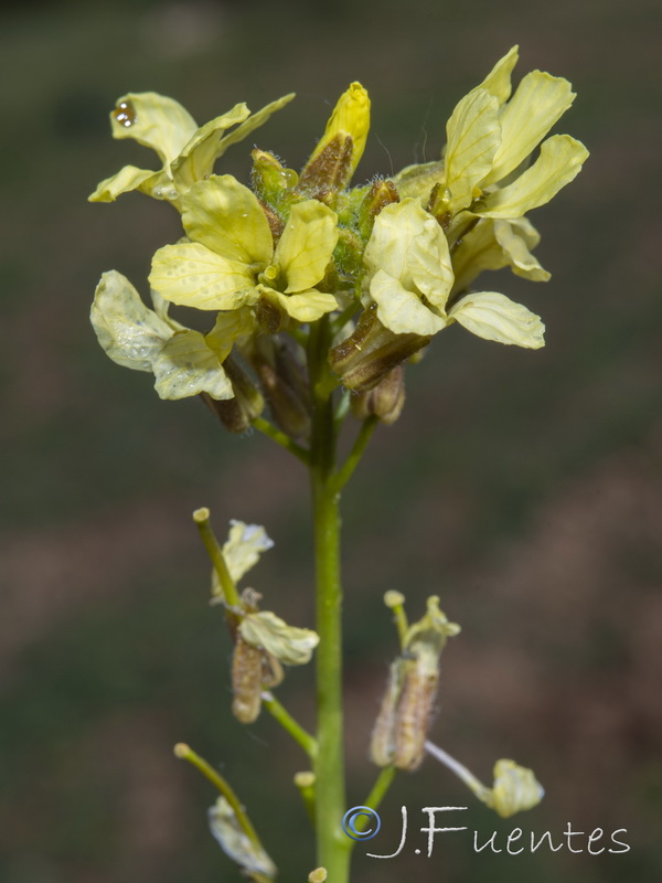 Sisymbrium crassifolium.33
