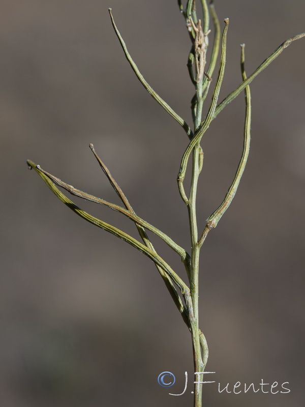 Sisymbrium crassifolium.36