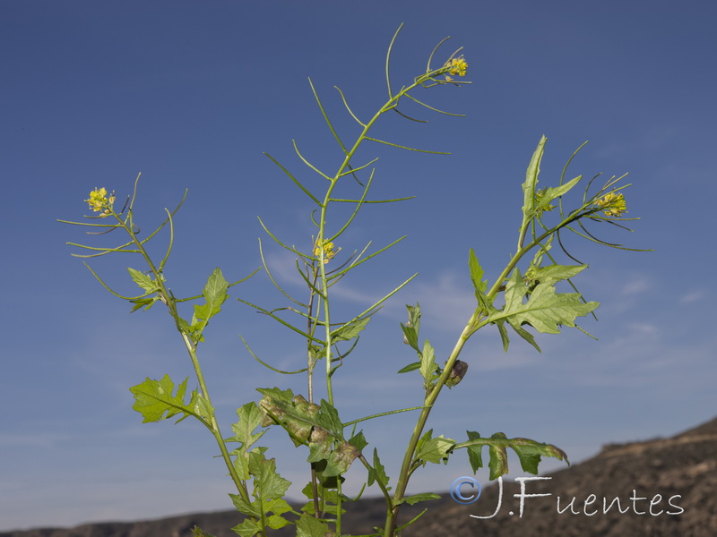 Sisymbrium erysimoides.03