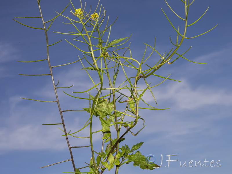 Sisymbrium erysimoides.04