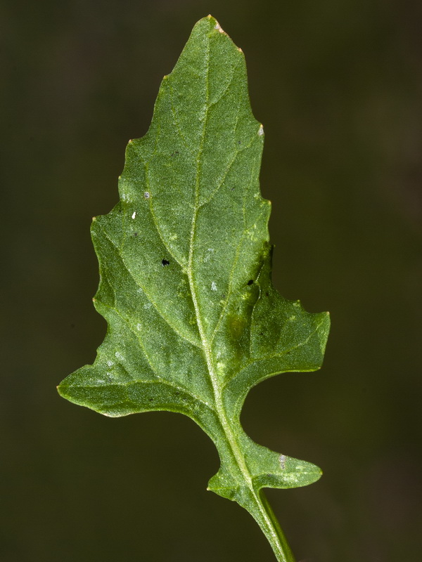 Sisymbrium erysimoides.04 2