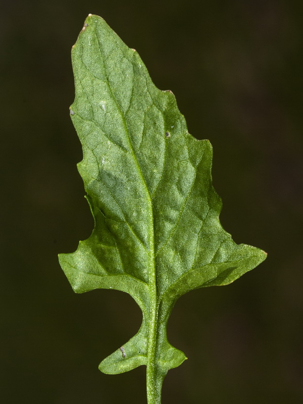 Sisymbrium erysimoides.05