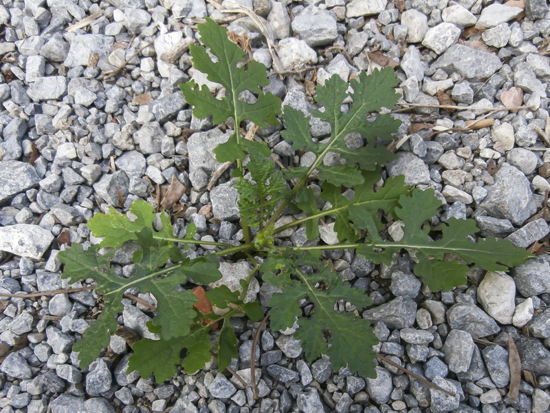Sisymbrium erysimoides.06a