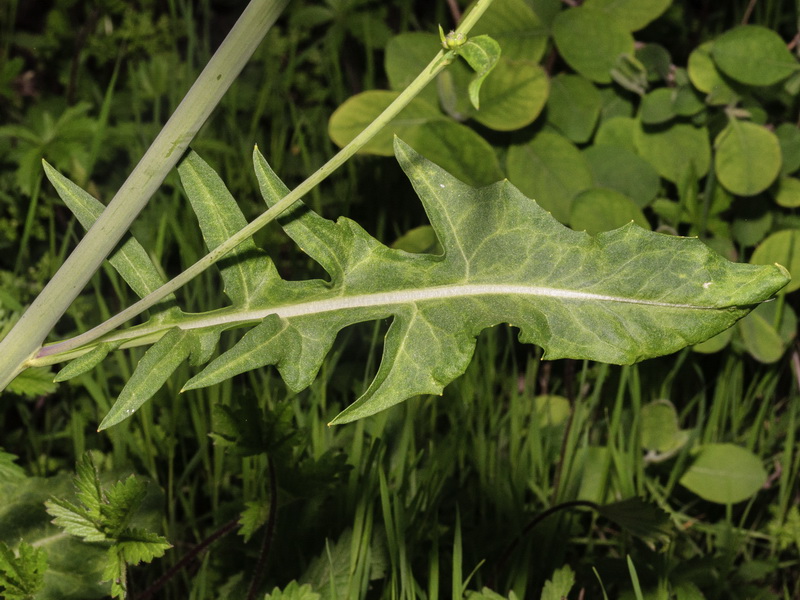 Sisymbrium hispanicum.03