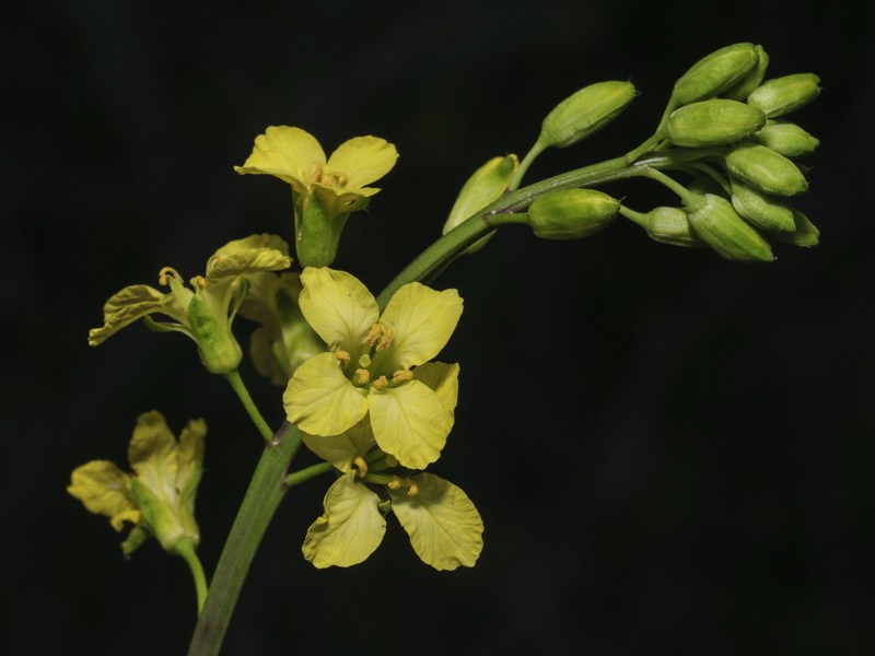 Sisymbrium hispanicum.04