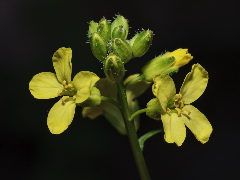 Sisymbrium hispanicum.07