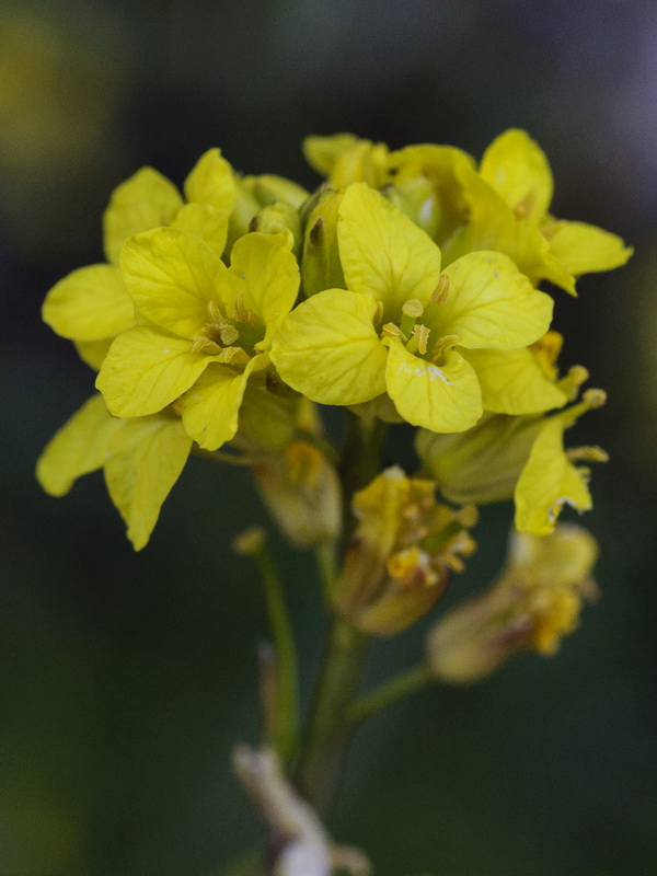 Sisymbrium hispanicum.08