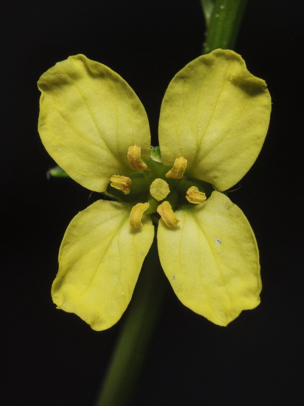 Sisymbrium hispanicum.09