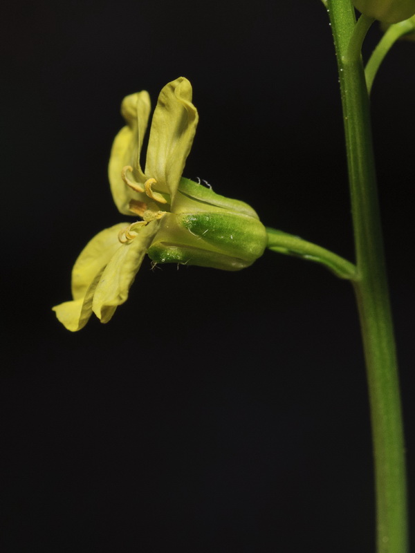 Sisymbrium hispanicum.11