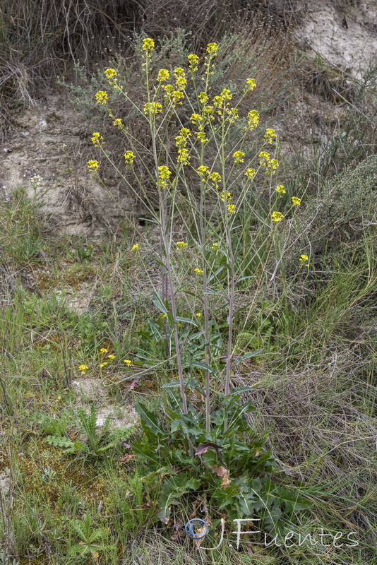 Sisymbrium hispanicum.02