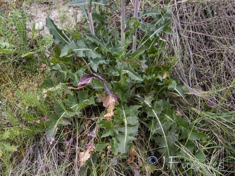 Sisymbrium hispanicum.14