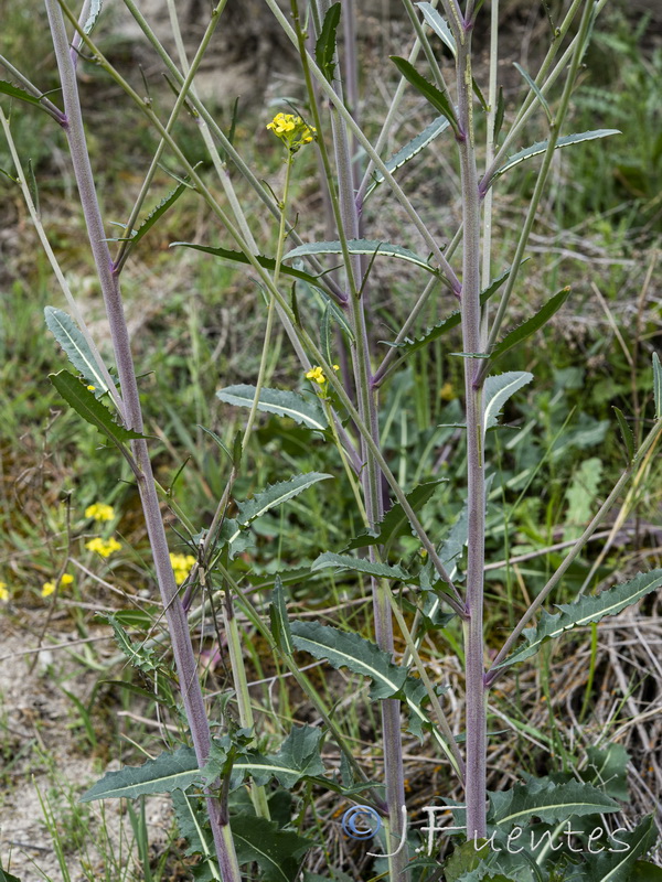 Sisymbrium hispanicum.15