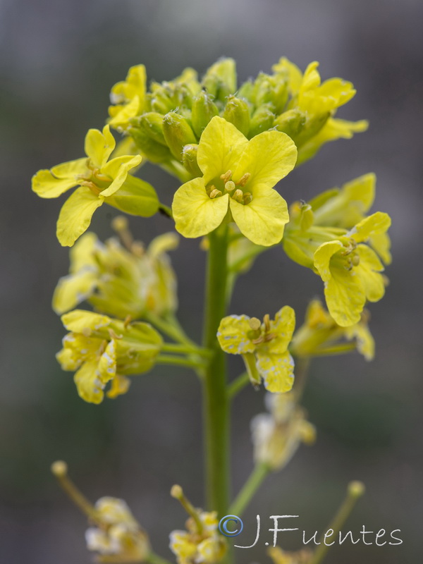 Sisymbrium hispanicum.16